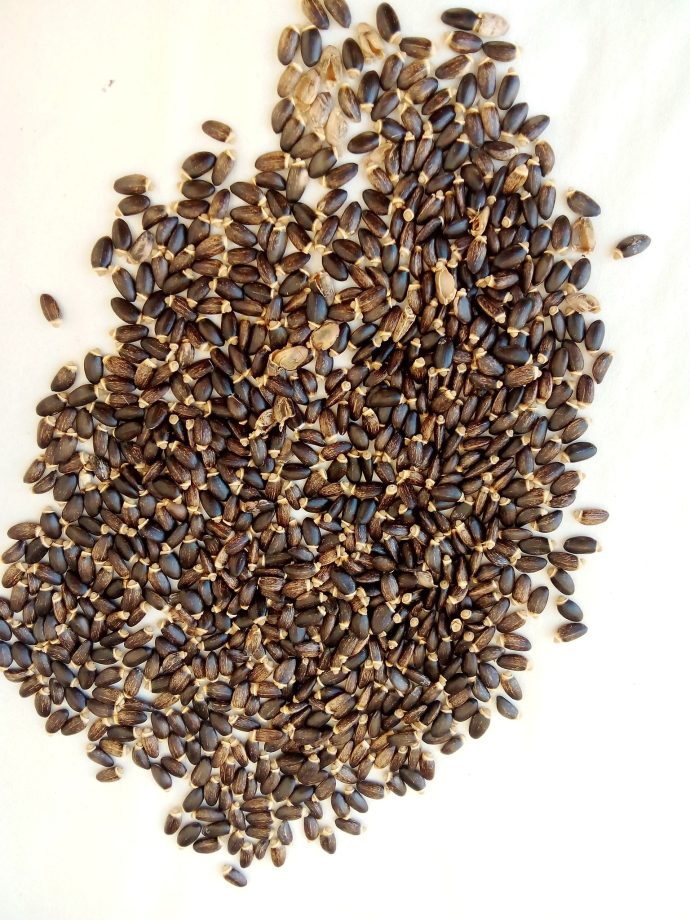 chardon marie .بذور شوك الجمل - Image 4
